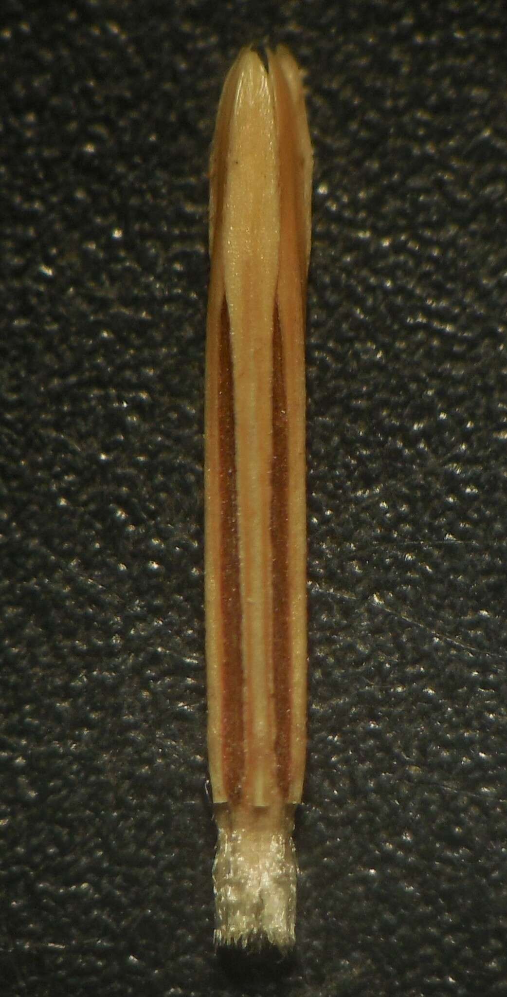 Image of Echinops sahyadricus