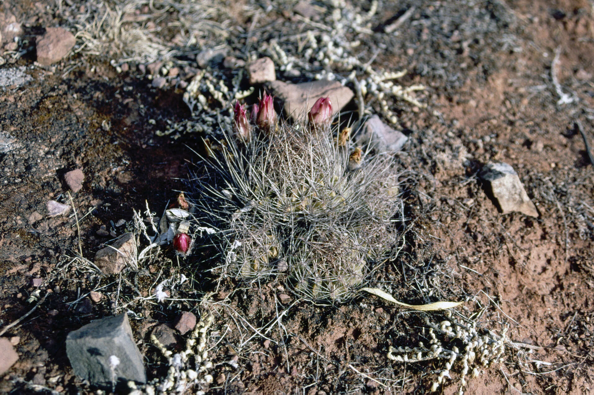 Echinopsis hertrichiana (Backeb.) D. R. Hunt resmi