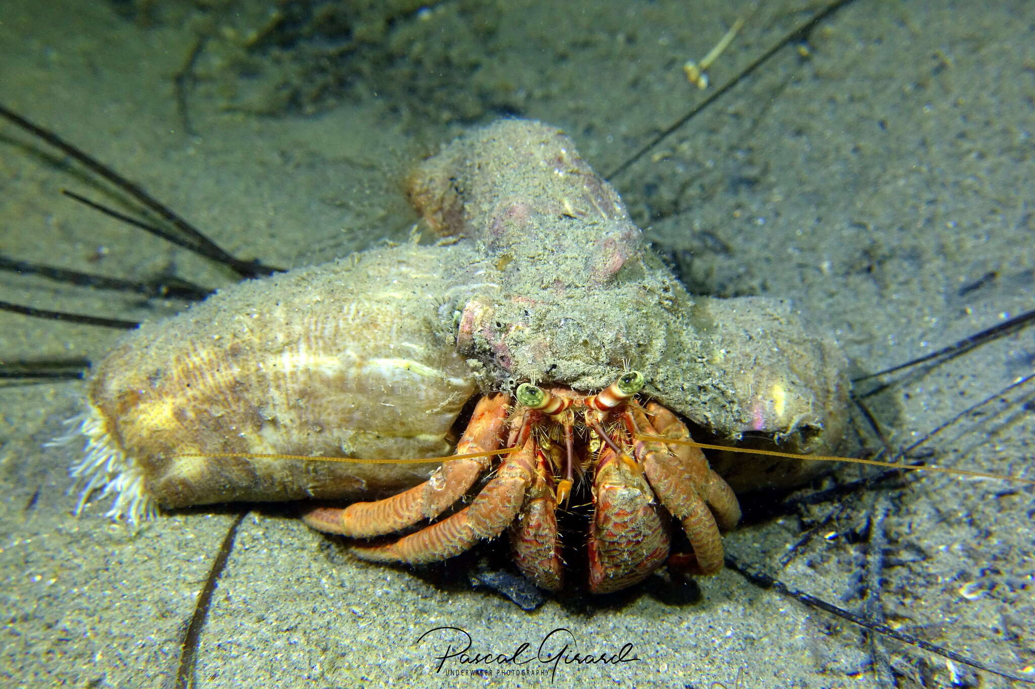 Image of striated hermit crab