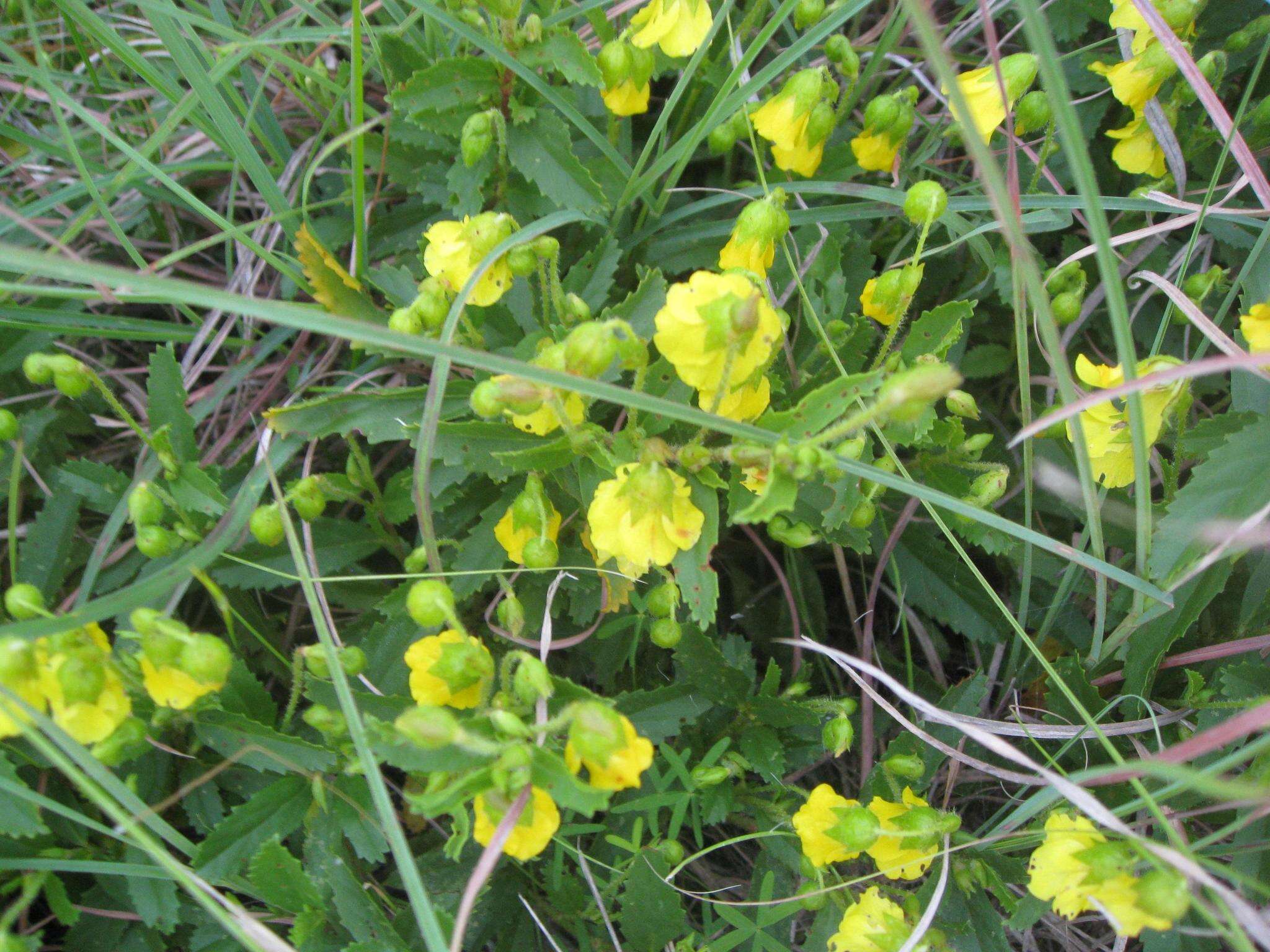 Image de Hermannia saccifera (Turcz.)