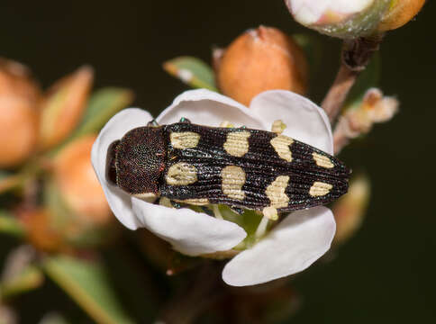 Image of Castiarina decemmaculata (Kirby 1818)