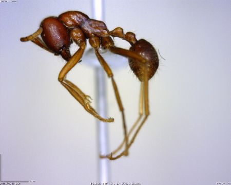 Image of Labidus