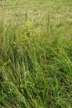 Plancia ëd Galium pomeranicum Retz.