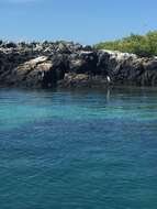 Image of Galapagos Penguin