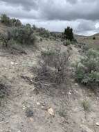 Image of Goose Creek milkvetch