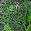 Image of low false bindweed