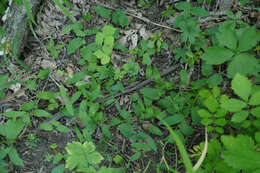 Image of low false bindweed