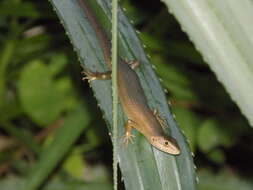 Image de Trachylepis boulengeri (Sternfeld 1911)