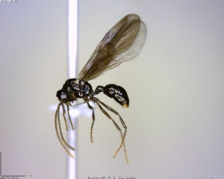 Image of <i>Gnamptogenys minuta</i> (Emery 1896)