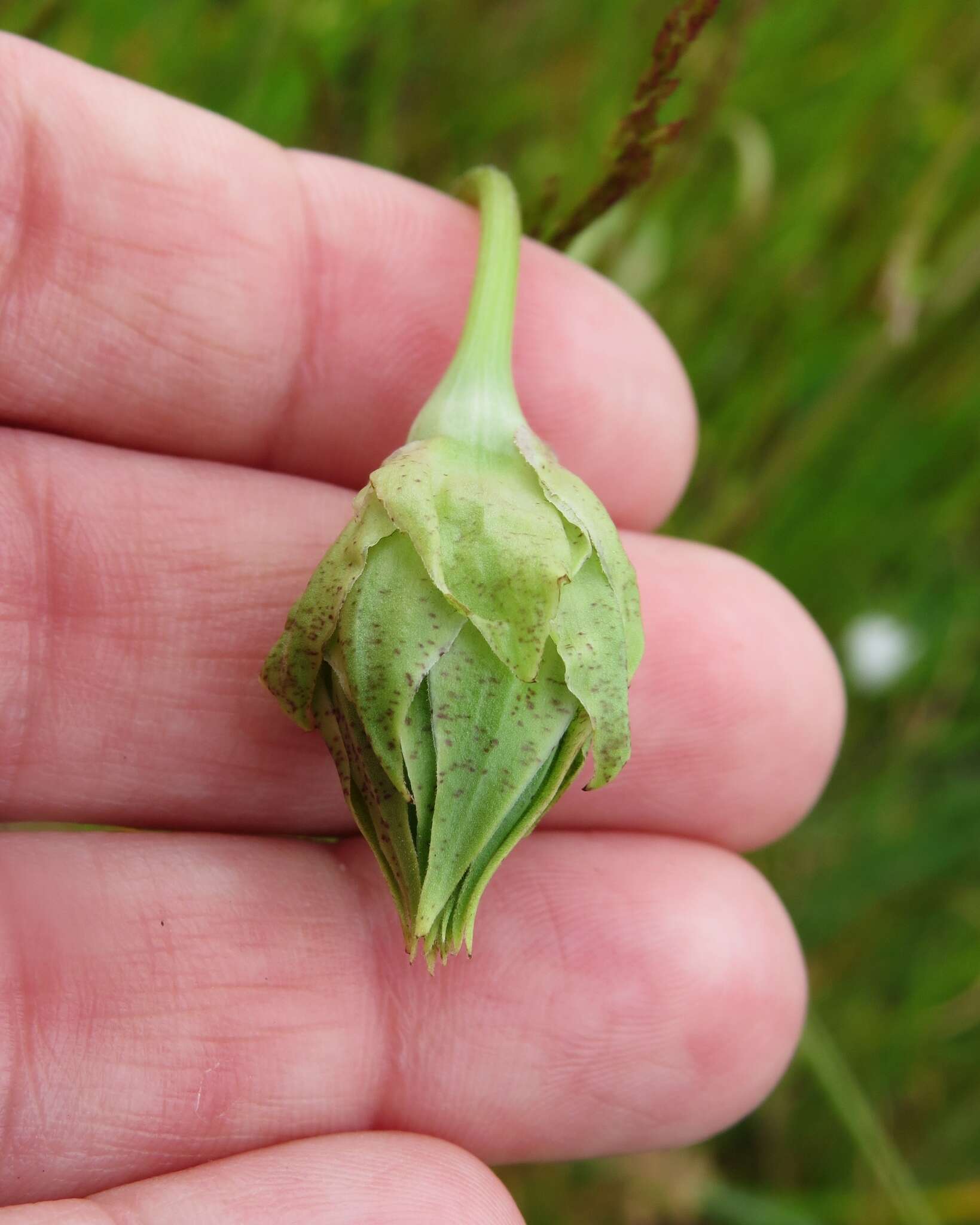 Image of cutleaf silverpuffs