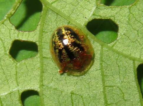 Слика од Agroiconota atromaculata Borowiec 2005