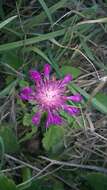 Слика од Centaurea sphaerocephala L.