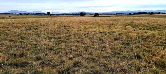 Image of Austrostipa bigeniculata (Hughes) S. W. L. Jacobs & J. Everett