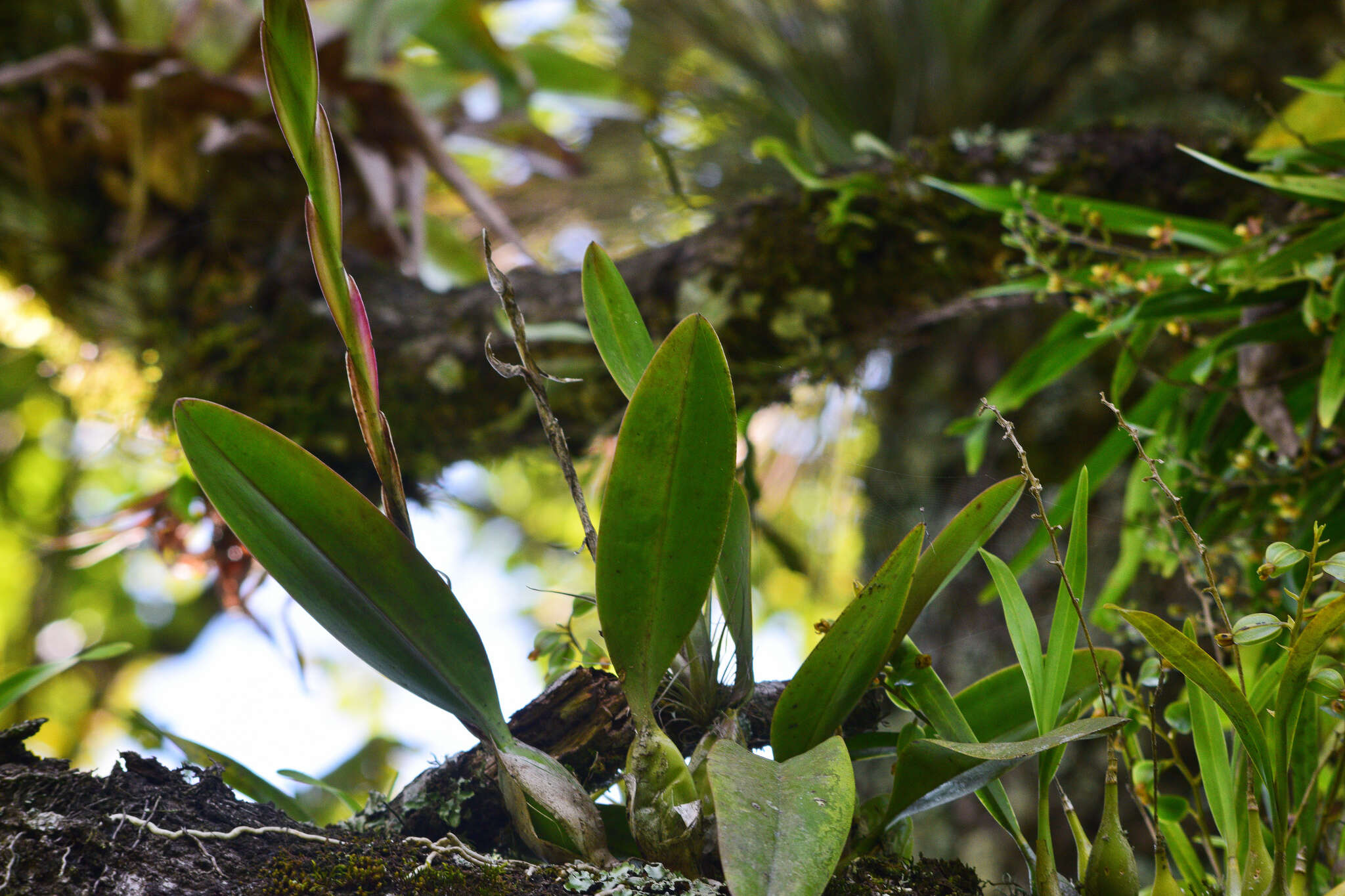 Image de Laelia anceps Lindl.