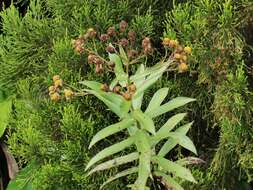 Image of Faujasia salicifolia (Pers.) C. Jeffrey