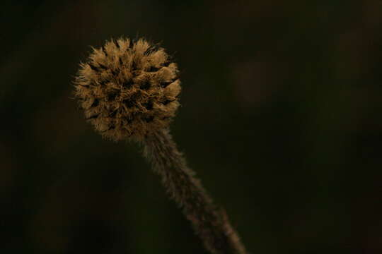 Image of Dasypogon bromeliifolius R. Br.