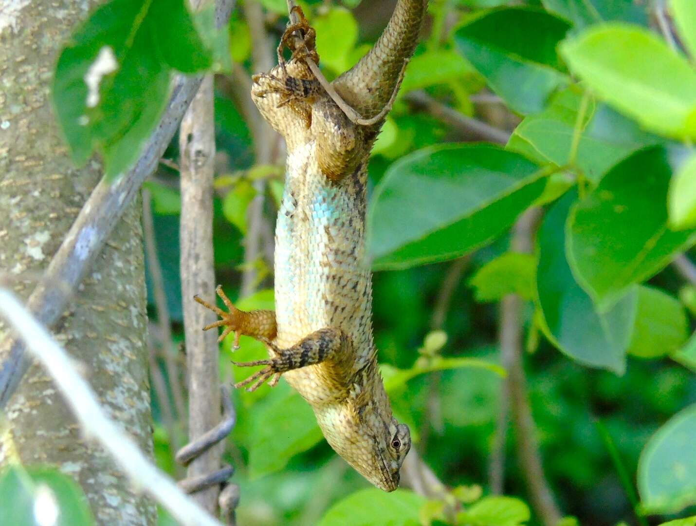 Image of Clark's spiny lizard