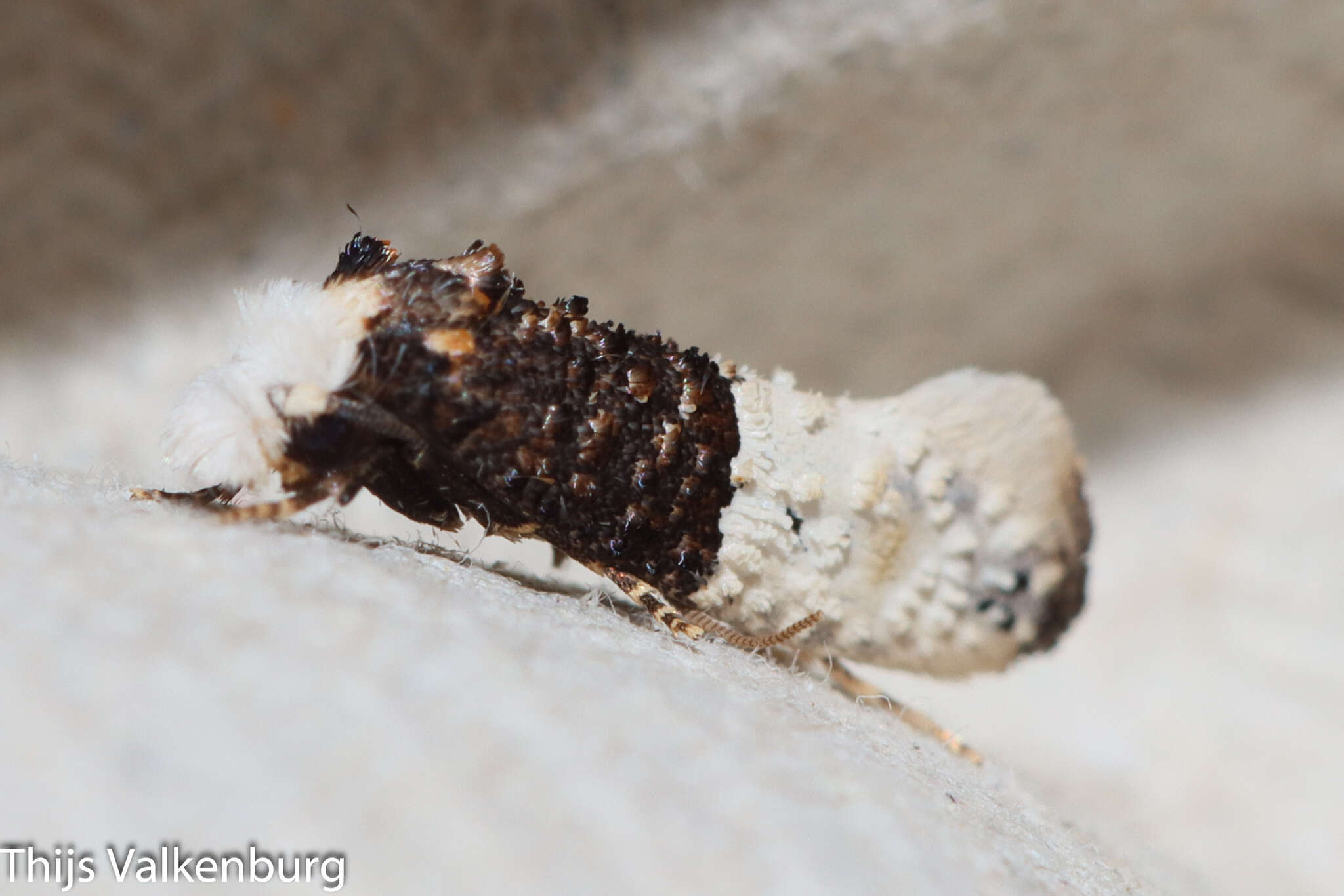 Image of Trichophaga bipartitella (Ragonot 1892)