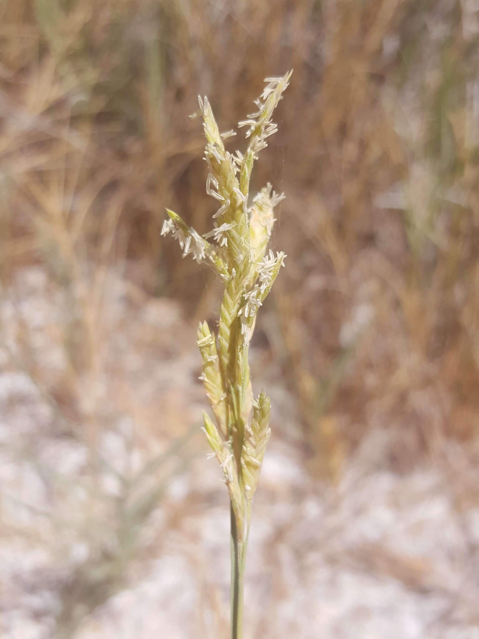 Image of saltgrass