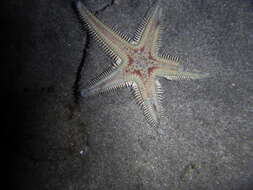 Image of Astropecten aranciacus (Linnaeus 1758)