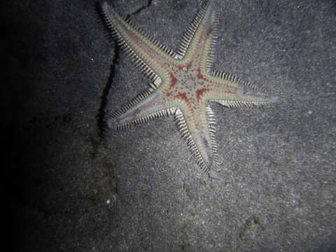 Image of Astropecten aranciacus (Linnaeus 1758)