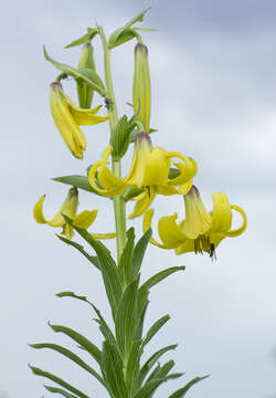 Image of Lilium kesselringianum Miscz.