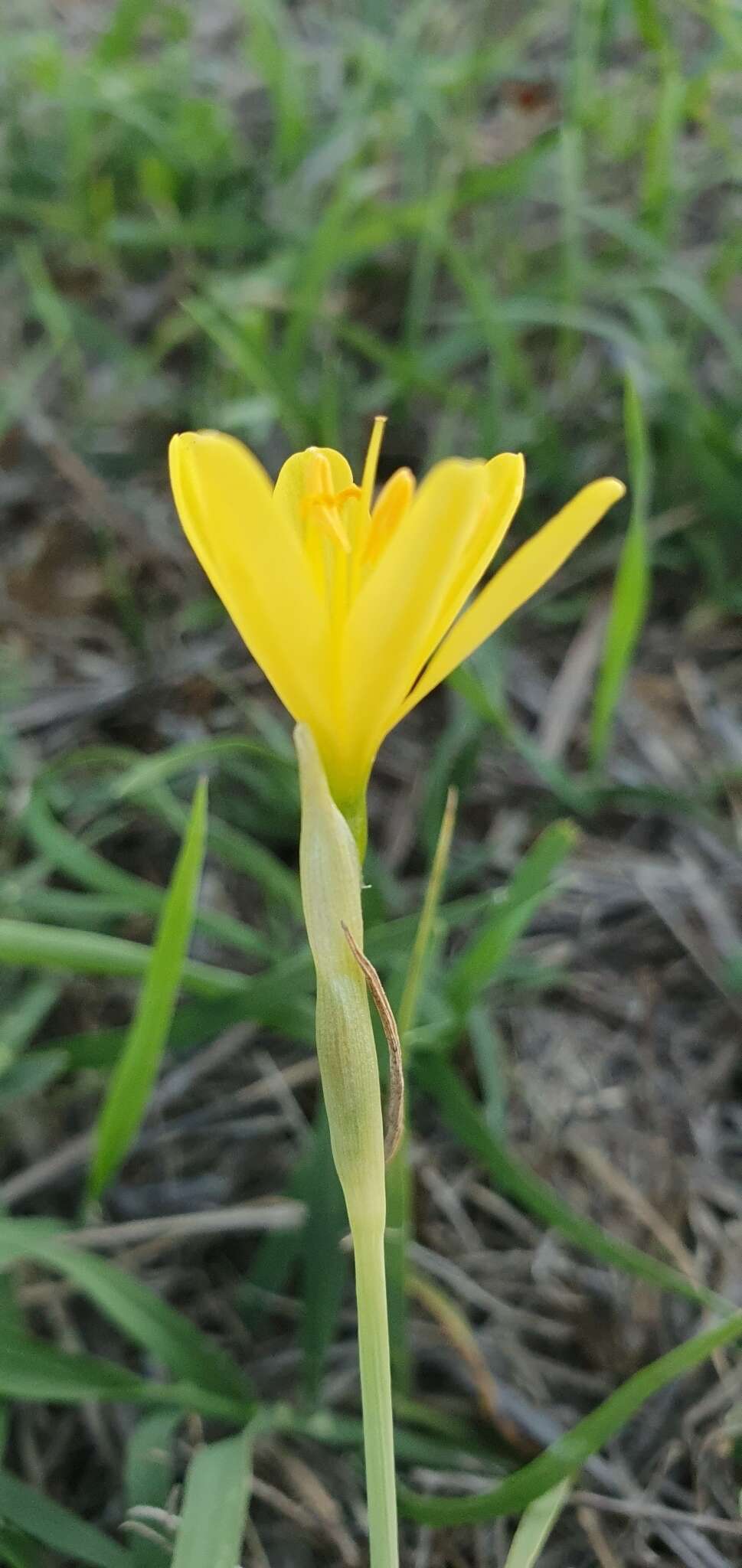 Image of Narcissus cavanillesii Barra & G. López