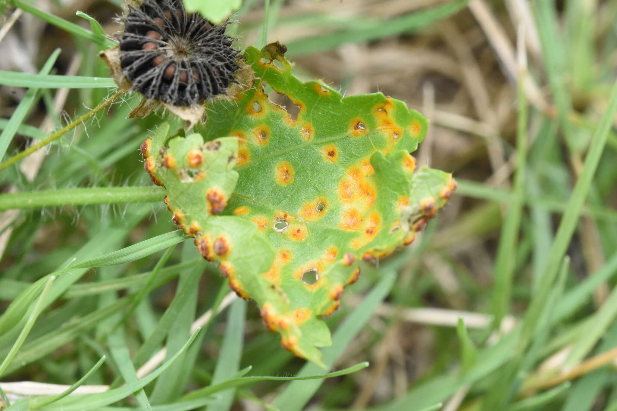 Image of Puccinia modiolae P. Syd. & Syd. 1903