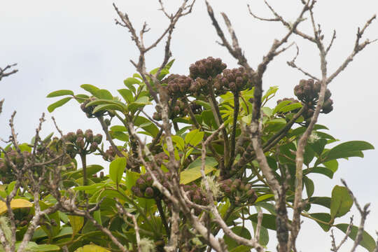 Imagem de Polyscias oahuensis (A. Gray) Lowry & G. M. Plunkett