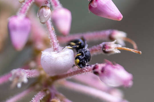 Image of Basal Masked Bee