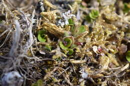 Sivun Salix rotundifolia Trautv. kuva