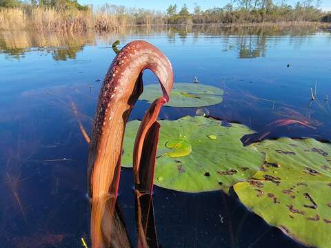 Image of Sarracenia minor var. okefenokeensis D. E. Schnell