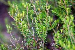 Image of green heather