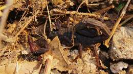 Image of Florida Bark Scorpion