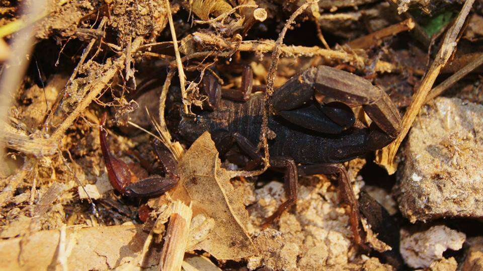 Image of Florida Bark Scorpion