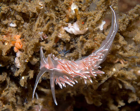 Image of Fjordia lineata (Lovén 1846)