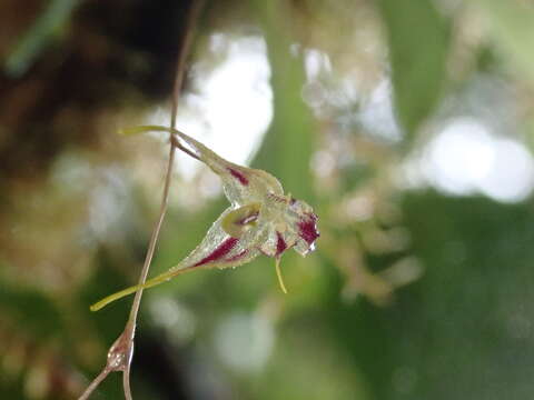 Plancia ëd Muscarella zephyrina (Rchb. fil.) Luer