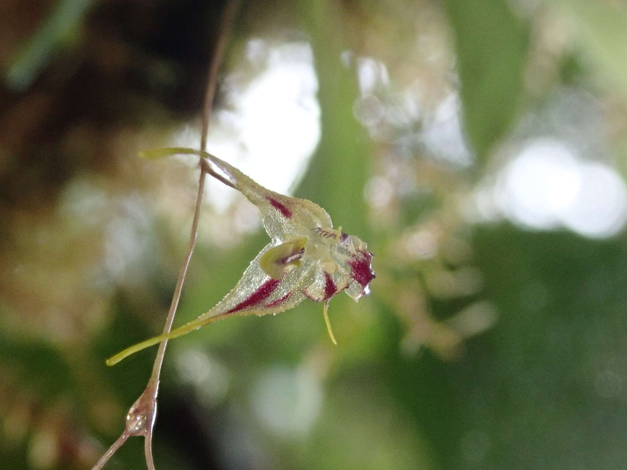 Image of Muscarella zephyrina (Rchb. fil.) Luer