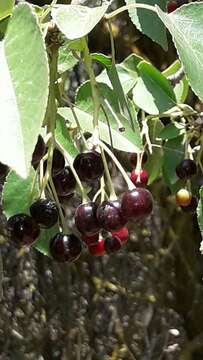 Image of Mahaleb cherry