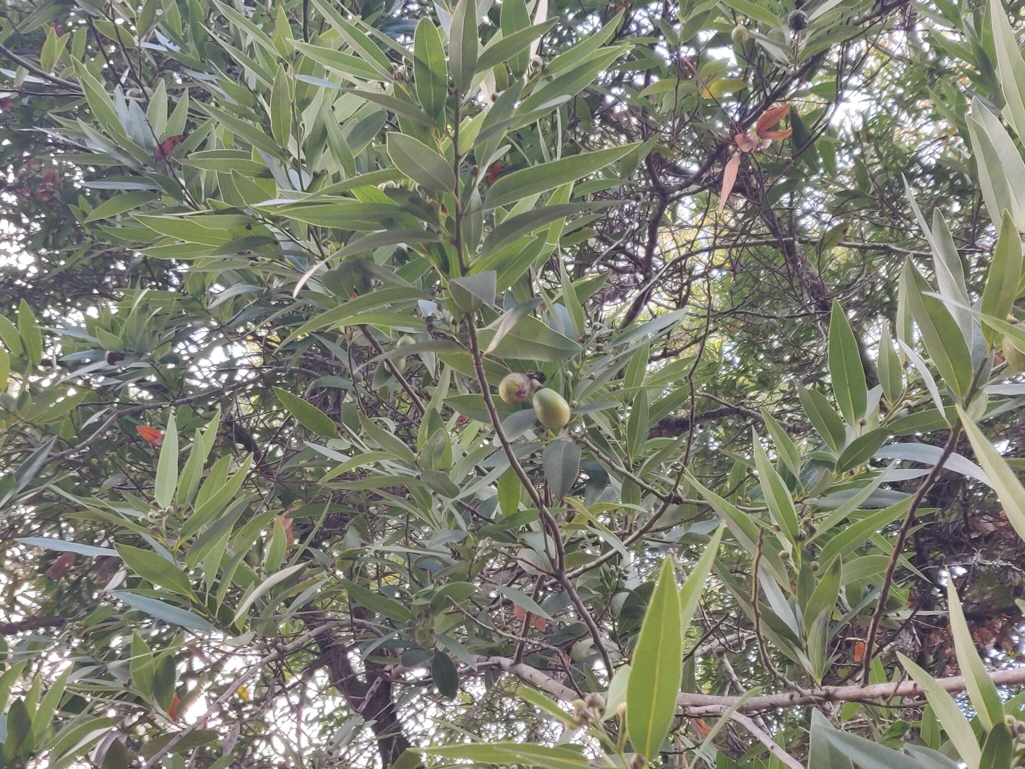 Image of California laurel