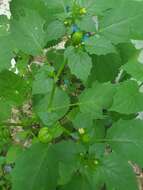 Image of Physalis angulata var. lanceifolia (Nees) Waterf.