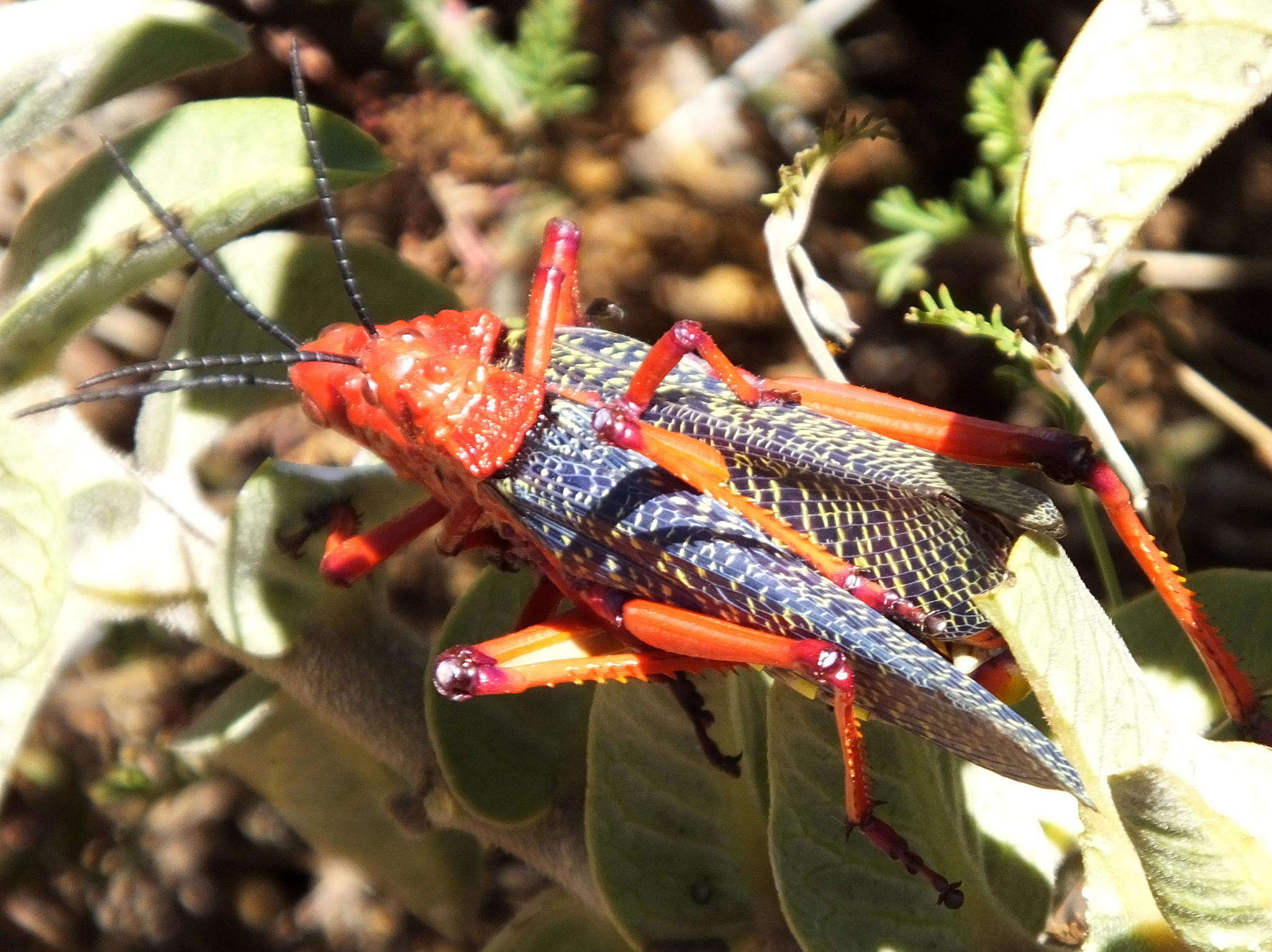 صورة Phymateus (Phymateus) morbillosus subsp. morbillosus (Linnaeus 1758)