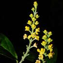 Imagem de Bunchosia decussiflora W. R. Anderson