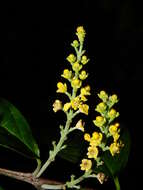 Imagem de Bunchosia decussiflora W. R. Anderson