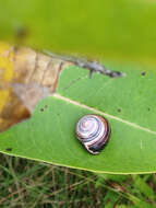 Image of Brown Lipped Snail