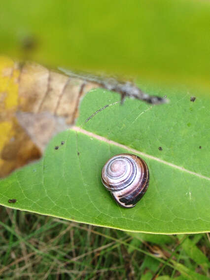 Image of Brown Lipped Snail