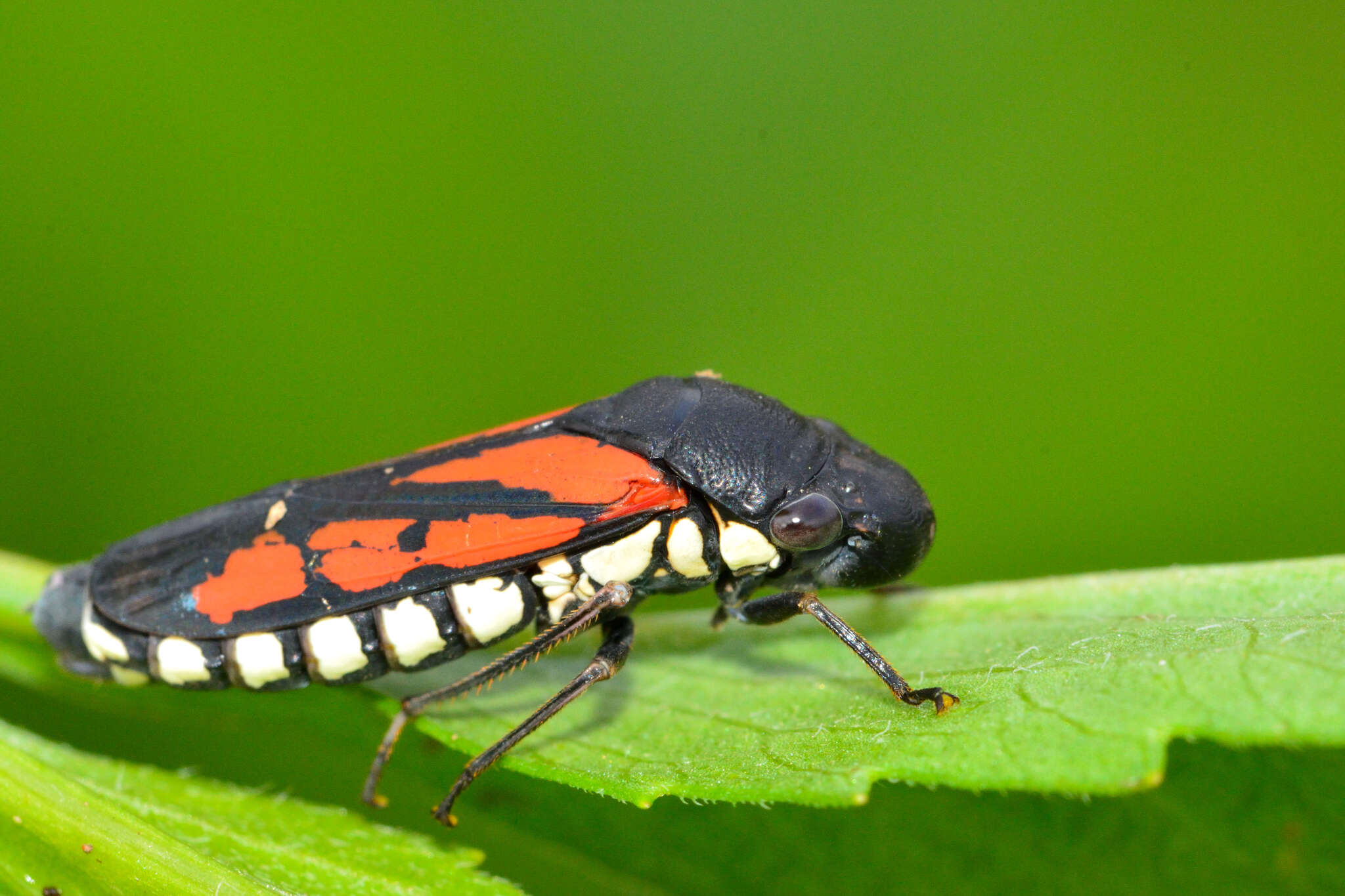 Image of Oncometopia (Similitopia) rufipennis (Signoret 1855)