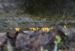 Image de Calocera furcata (Fr.) Fr. 1827