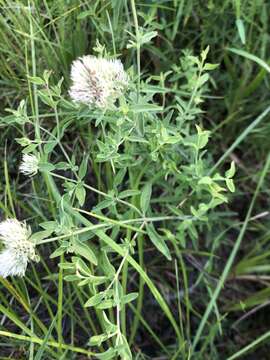 Pycnanthemum flexuosum (Walter) Britton, Sterns & Poggenb. resmi