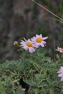 Image of Chrysanthemum sinuatum Ledeb.
